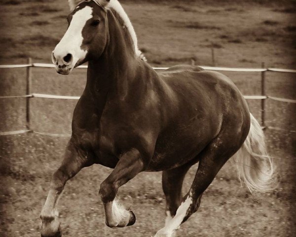 horse Massimo (Black Forest Horse, 2007, from Modest)