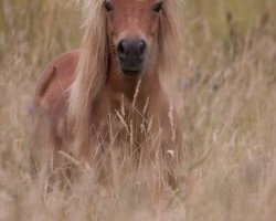 dressage horse Piccasso vom Fasanenweg (Shetland Pony, 2011, from Puschel)