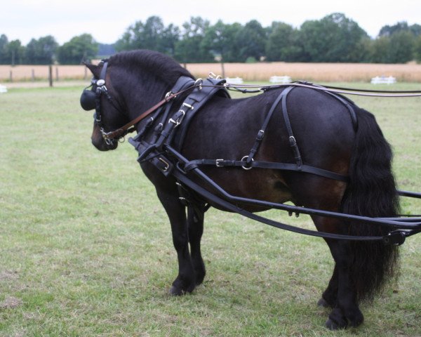 stallion Indian Summer vom Fasanenweg (Shetland Pony, 2004, from Indigo)