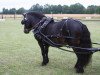 stallion Indian Summer vom Fasanenweg (Shetland Pony, 2004, from Indigo)