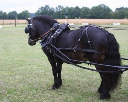 Deckhengst Indian Summer vom Fasanenweg (Shetland Pony, 2004, von Indigo)