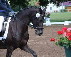 dressage horse Black Belle (Nederlands Welsh Ridepony, 2006, from Boomer)