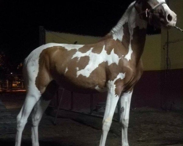 Pferd SILENCIO (Barockpinto, 2016)