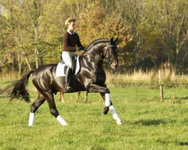 dressage horse Stedinger (Oldenburg, 2000, from Sandro Hit)