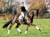 stallion Stedinger (Oldenburg, 2000, from Sandro Hit)