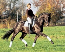 dressage horse Stedinger (Oldenburger, 2000, from Sandro Hit)