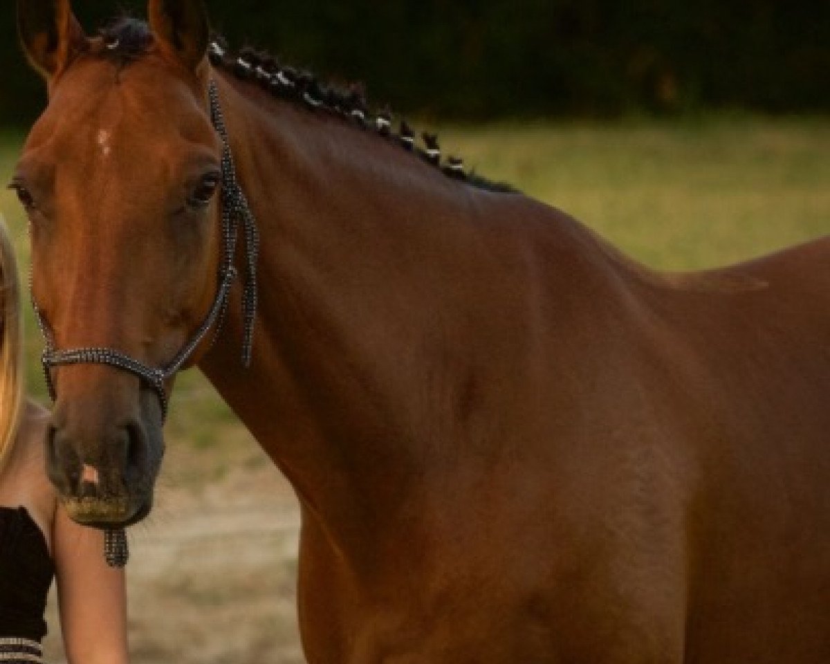 Springpferd Coeur du monde (Oldenburger, 2004, von Carpaccio)