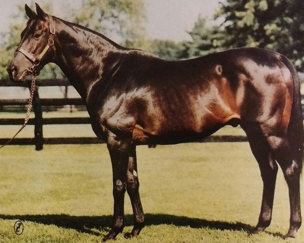 stallion Irish Castle xx (Thoroughbred, 1967, from Bold Ruler xx)