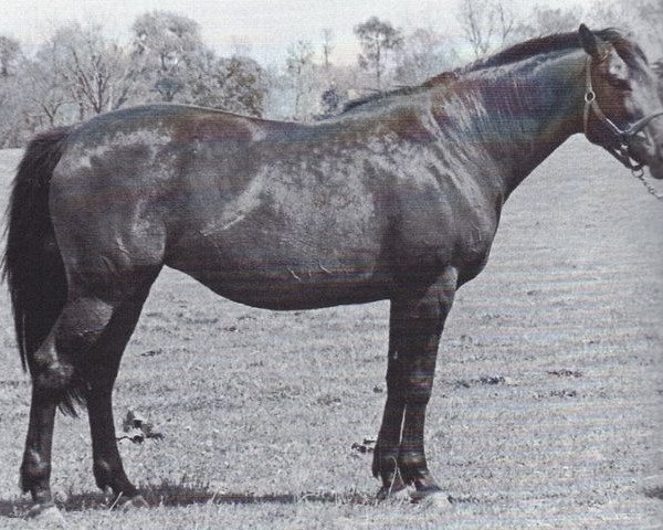 broodmare Comely Nell xx (Thoroughbred, 1962, from Commodore M xx)