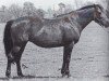 broodmare Comely Nell xx (Thoroughbred, 1962, from Commodore M xx)