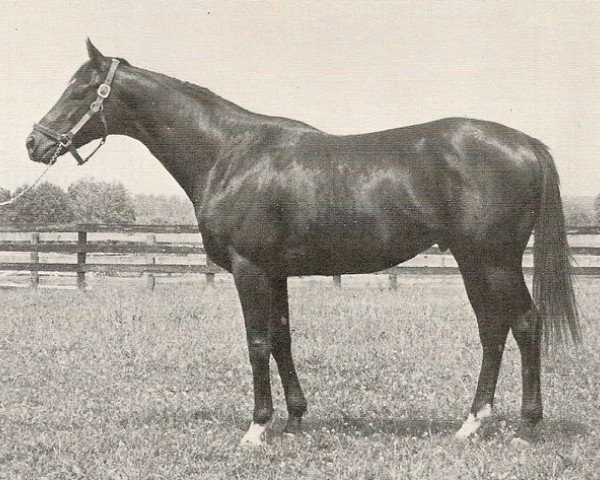 stallion Bold Forbes xx (Thoroughbred, 1973, from Irish Castle xx)