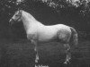 stallion Kildare (Irish Draft Horse, 1913, from Young JP)