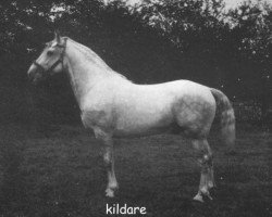 Deckhengst Kildare (Irish Draught Horse, 1913, von Young JP)