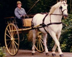 Deckhengst Blue Peter (Irish Draught Horse, 1959, von Kylemore)