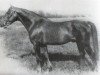 stallion Lahinch (Irish Draft Horse, 1963, from Laughton)