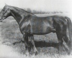 stallion Lahinch (Irish Draft Horse, 1963, from Laughton)