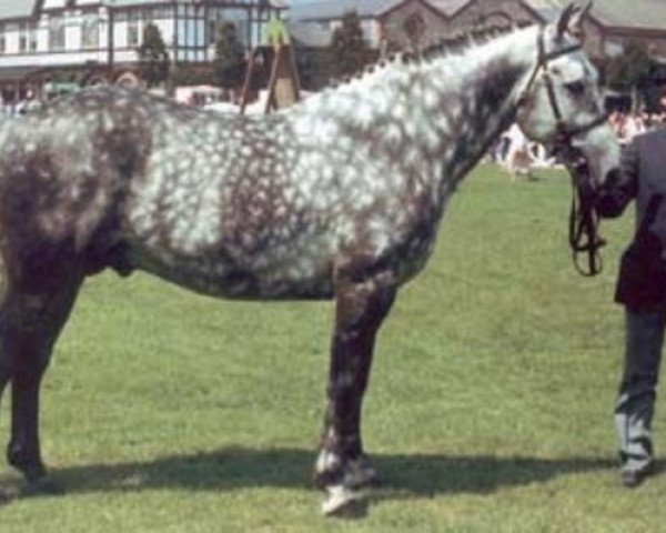 stallion Blue Rajah (Irish Draft Horse, 1983, from Blue Peter)
