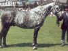 stallion Blue Rajah (Irish Draft Horse, 1983, from Blue Peter)