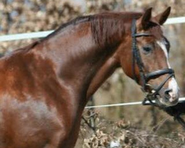 broodmare Rotunde (Hanoverian, 2006, from Rascalino)