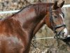 broodmare Rotunde (Hanoverian, 2006, from Rascalino)