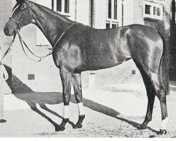 broodmare Royal Pageant xx (Thoroughbred, 1953, from Prince Chevalier xx)