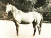 broodmare Court Royal xx (Thoroughbred, 1959, from Court Martial xx)