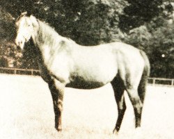 broodmare Court Royal xx (Thoroughbred, 1959, from Court Martial xx)