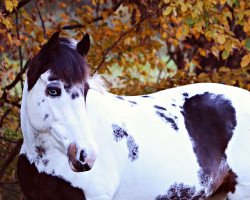 dressage horse Lovely Flicka (Lewitzer, 2007, from Percy)