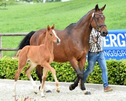 broodmare Lilofee (Rhinelander, 1998, from Lamoureux II)