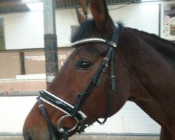 dressage horse De La Rosa S (Hanoverian, 2011, from Dannebrog)