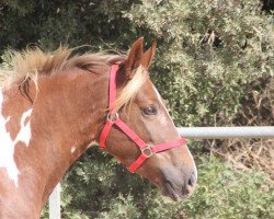 Pferd Avena (Barockpinto,  )