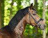 dressage horse Finley's Romance (Oldenburg, 2017, from For Romance II)