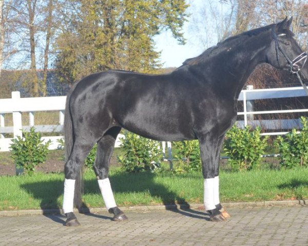 broodmare Stute von Don Frederico (Hanoverian,  , from Don Frederico)