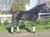 broodmare Stute von Don Frederico (Hanoverian,  , from Don Frederico)