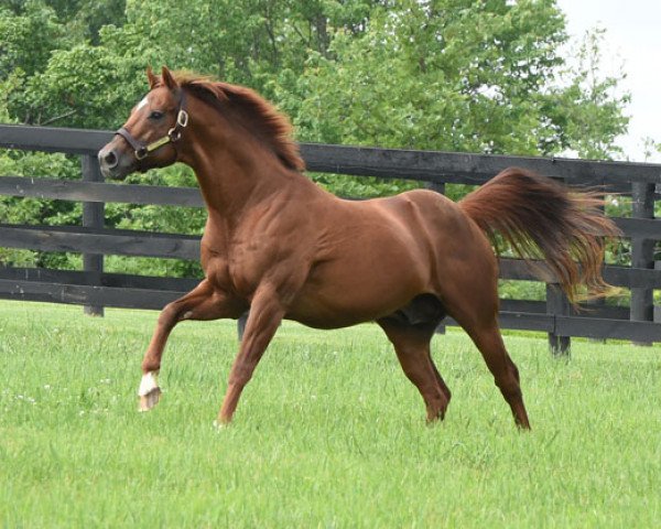 stallion Distorted Humor xx (Thoroughbred, 1993, from Forty Niner xx)
