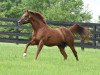 stallion Distorted Humor xx (Thoroughbred, 1993, from Forty Niner xx)