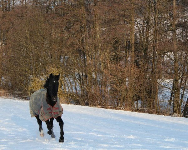 Pferd Lady Liberty (Oldenburger Springpferd, 1991, von Lord Liberty)