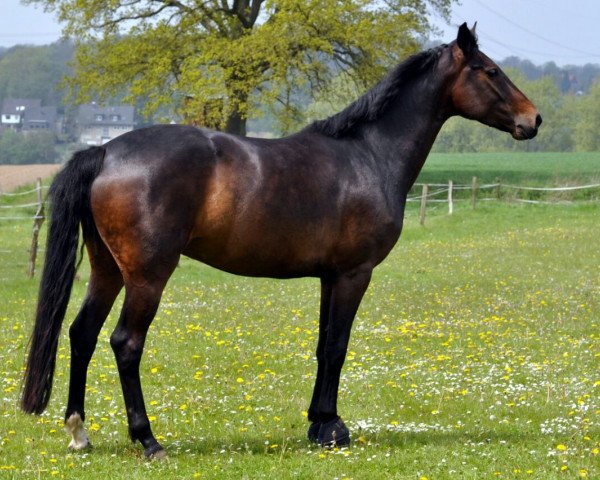 broodmare Flanagan Frieda (Westphalian, 2011, from Flanagan)