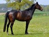 broodmare Flanagan Frieda (Westphalian, 2011, from Flanagan)