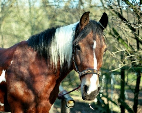 Zuchtstute Astra (Deutsches Reitpony, 1998, von Gildo)