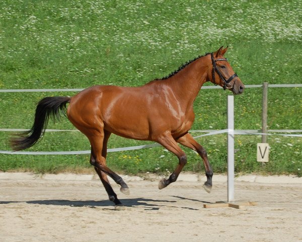 Zuchtstute Paulina (Trakehner, 2014, von Herbstkönig 2)