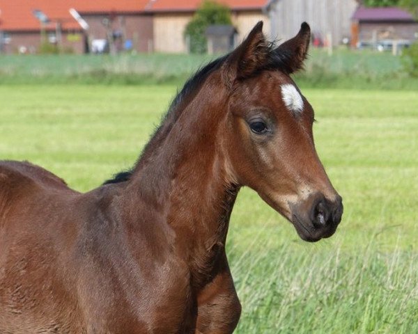 dressage horse Fürst Filibert (Oldenburg, 2018, from For Romance I)