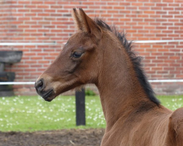 dressage horse Fridenand (Hanoverian, 2017, from Franziskus FRH)