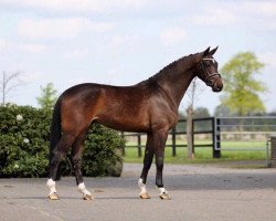 jumper Cambridge (Hanoverian, 2012, from Cloney)