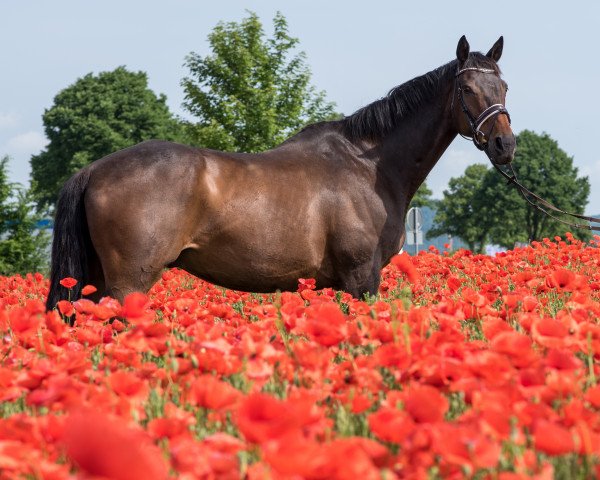 Pferd Hunter Out and About xx (Englisches Vollblut, 2000, von War Hero xx)