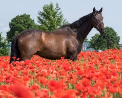 horse Hunter Out and About xx (Thoroughbred, 2000, from War Hero xx)