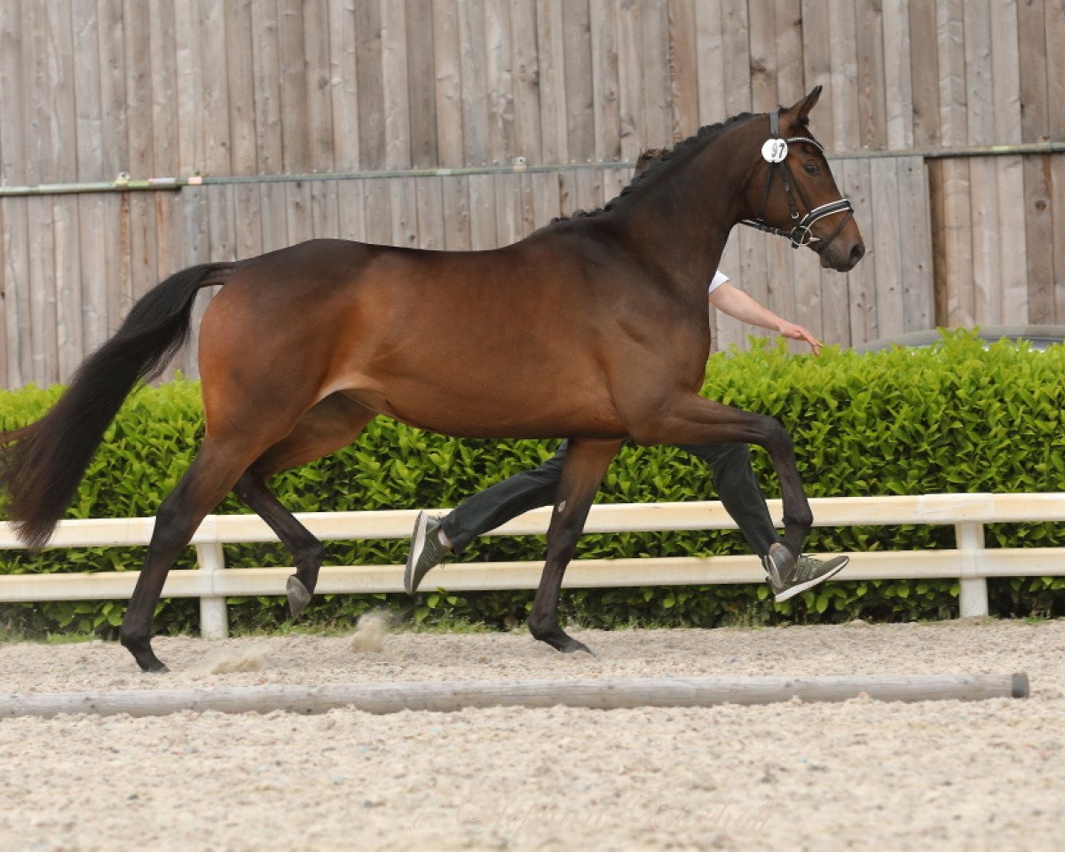 broodmare Tsingtau/T. (Trakehner, 2014, from Herbstkönig 2)