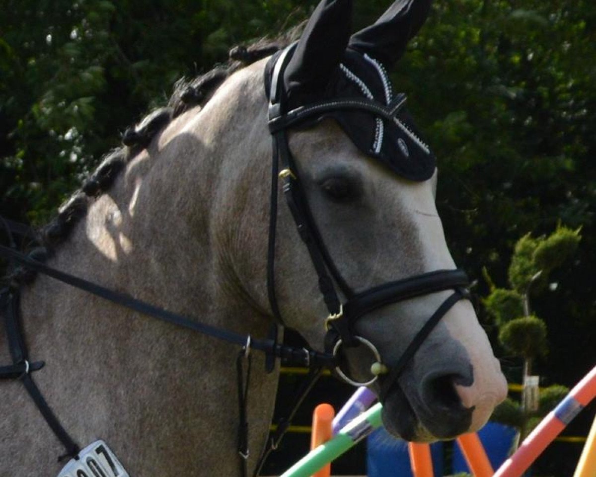 jumper Corro's Chapain (Rhinelander, 2012, from Corrodano)