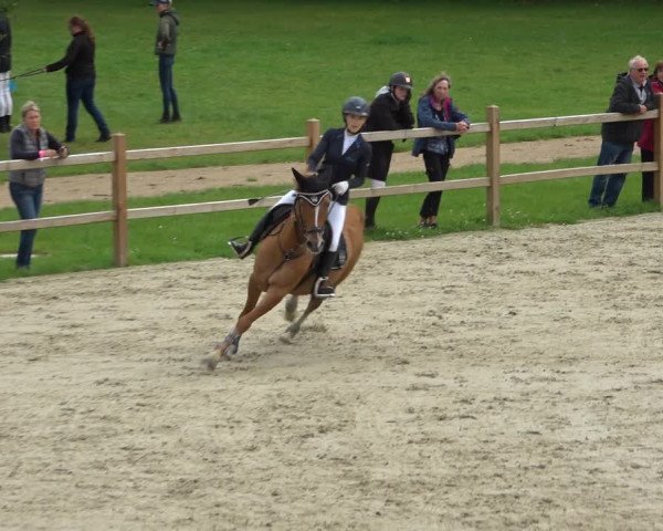 Reitturnier Westergellersen 2021