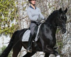 dressage horse Sir Benjamin 3 (Württemberger, 2009, from Sir Donnerhall I)